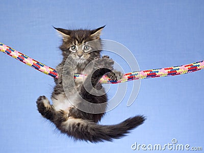 cute-maine-coon-kitten-hanging-rope-8556297.jpg