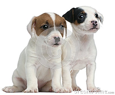 jack-russell-terrier-puppies-7-weeks-old-18990275.jpg