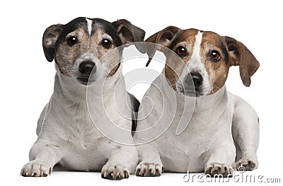 jack-russell-terriers-6-12-years-old-lying-23088355.jpg
