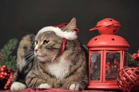 23845398-cat-in-a-christmas-santa-hat-and-a-flashlight-candle-holder.jpg