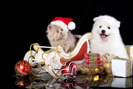 23182688-white-dog-spitz-and-kiten-persian-wearing-a-santa-hat-cat-and-dog.jpg