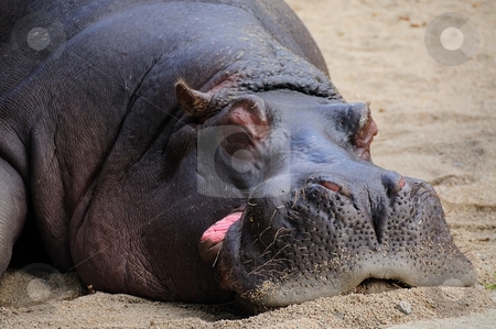 cutcaster-photo-100160202-Sleeping-hippo.jpg