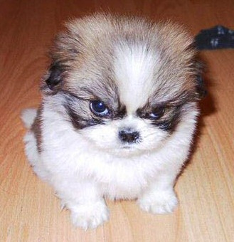 grumpy_puppy.jpg
