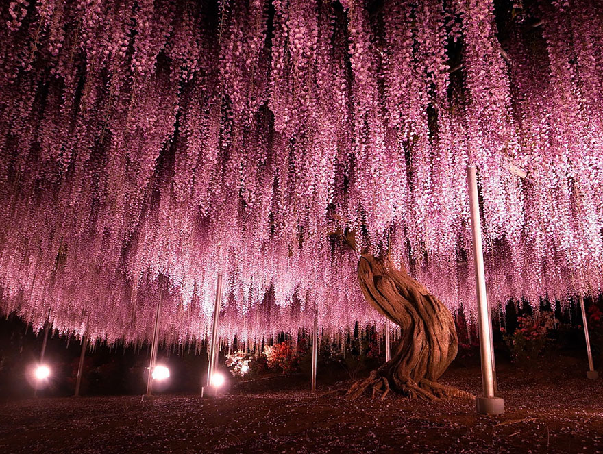 oldest-wisteria-tree-ashikaga-japan-1.jpg