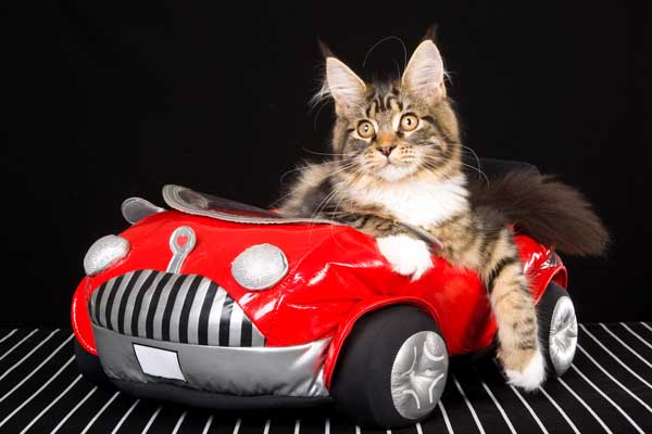 cat-in-car.jpg