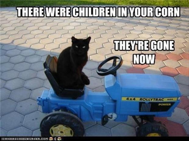 funny-cats-children-of-the-corn.jpg