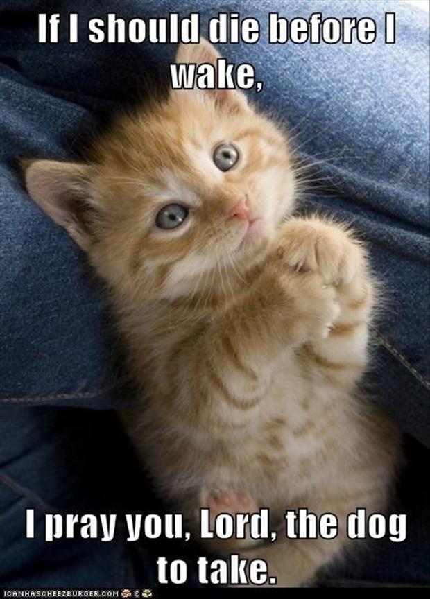 funny-kitten-prayer.jpg