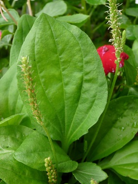 broadleaf-plantain-leaf.jpg