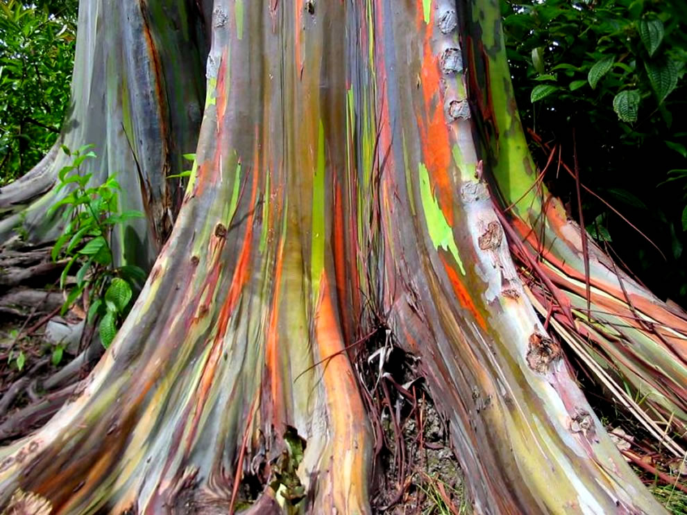 Trunk-of-rainbow-eucalyptus-trees-growing-along-the-Hana-Highway.jpg