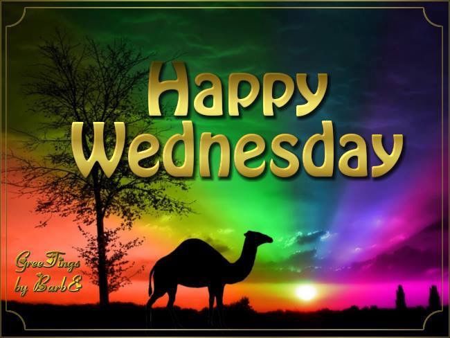 297733-Happy-Wednesday-Camel.jpg