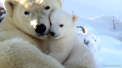 310672-Mama-Baby-Cub-Polar-Bear-Gif.gif
