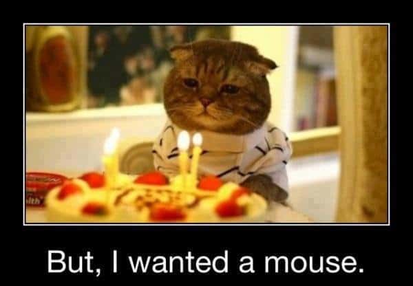 funny-birthday-pictures-of-cat.jpg
