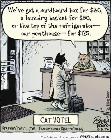 27-cat-hotel-cartoon.jpg