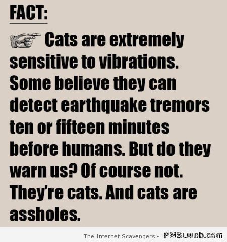 12-cats-are-aholes-humor.jpg