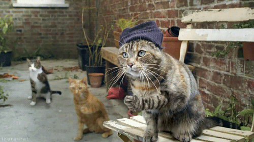 25-cats-snapping-fingers-animated.gif