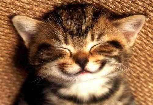 smile-kitten-large.jpg