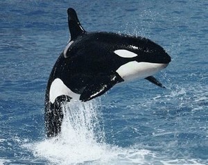 orca_killer_whale_completely_breaching_53383afcddf2b3541aac1169.jpg