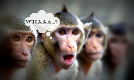 surprised-monkeys.jpg