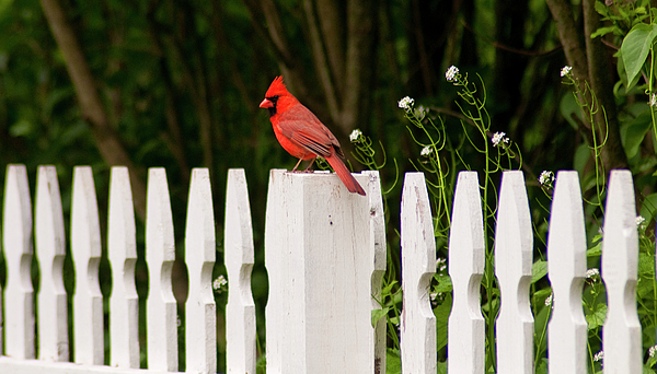 red-cardinal-white-fence-carol-a-commins.jpg