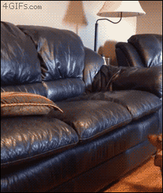 Dog-couch-pillow-jump.gif