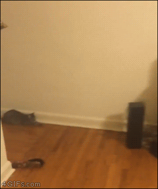 Cat-jumps-catches-treat.gif