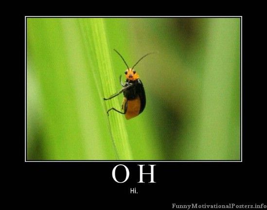 329979b487e4fdfe54dbf8d92ff74bc4--insects-demotivational-posters.jpg