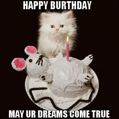 dced0ed3602cceee9b8237200af92218--happy-birthday-cats-funny-happy-birthdays.jpg