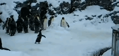 Penguin-Jumping-Around-in-Snow.gif