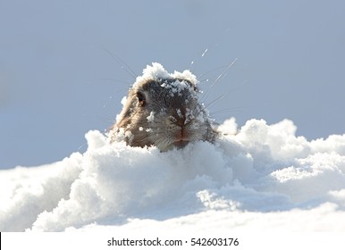 marmot-snow-260nw-542603176.jpg