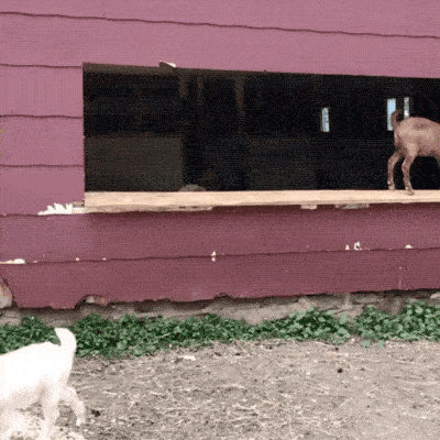 goats_are_the_maestros_of_parkour_05.gif