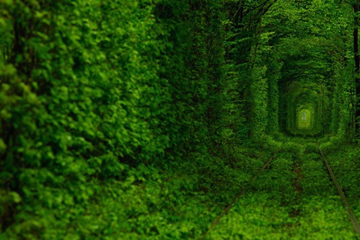 Leafy-Tunnel-Of-Love-In-Ukraine-7.jpeg