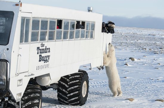 tundra-buggy-adventures.jpg