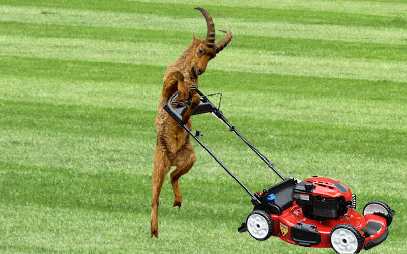 lawnmowing-goat-best.jpg