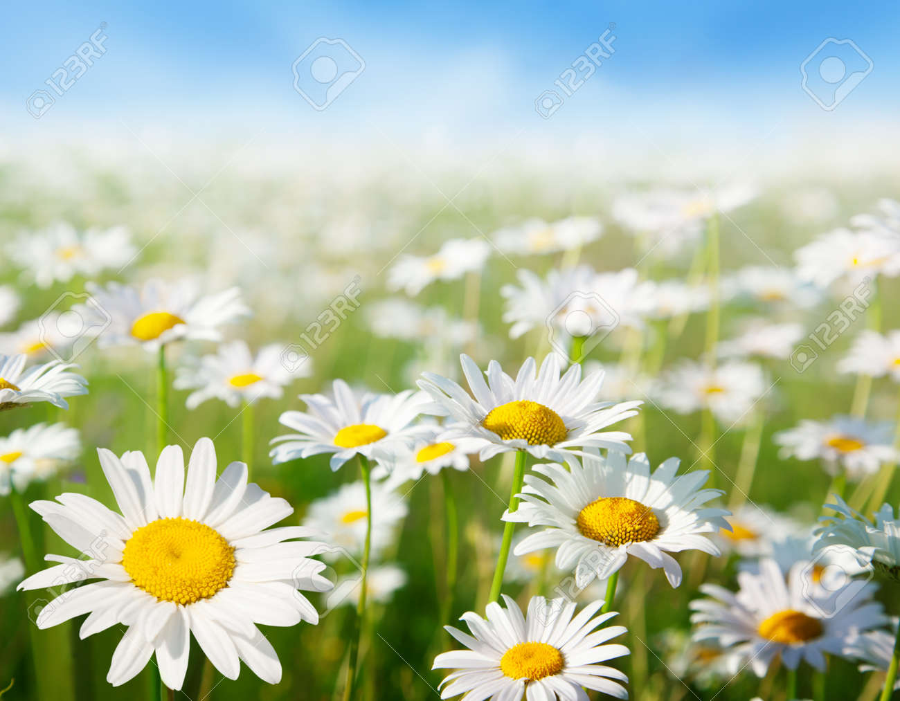 10120634-field-of-daisy-flowers.jpg