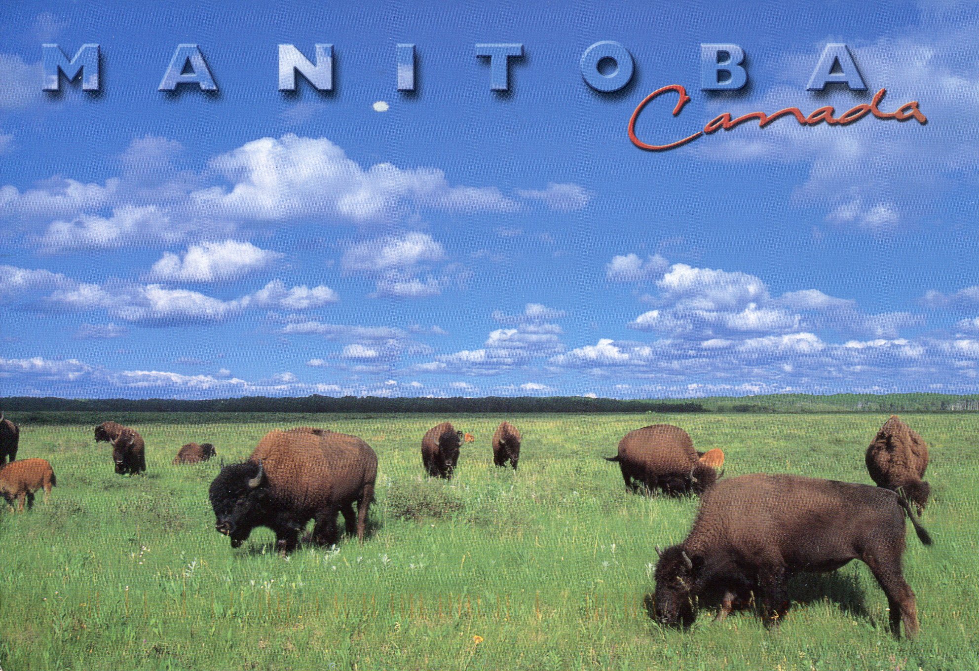 canada-manitoba-bison.jpg