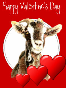 funny_valentine_to_old_goat_humor_holiday_card-r27299b84e133400fa1529312755c8e1d_em0c6_307.jpg