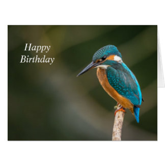 kingfisher_bird_beautiful_custom_birthday_card-r6c6e88ee570f4a9cbb10746488e83a7c_i406m_8byvr_324.jpg