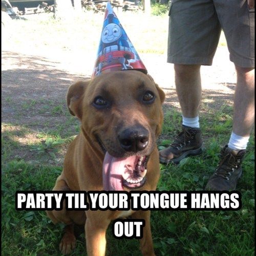 047231c297e57a3551e42adf1e98fa90--dog-birthday-happy-birthday-dog-meme.jpg