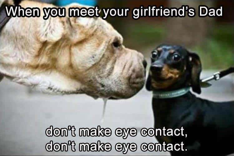 when-you-meet-dachshund-meme.jpg