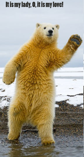 romeo-polar-bear-1.jpg