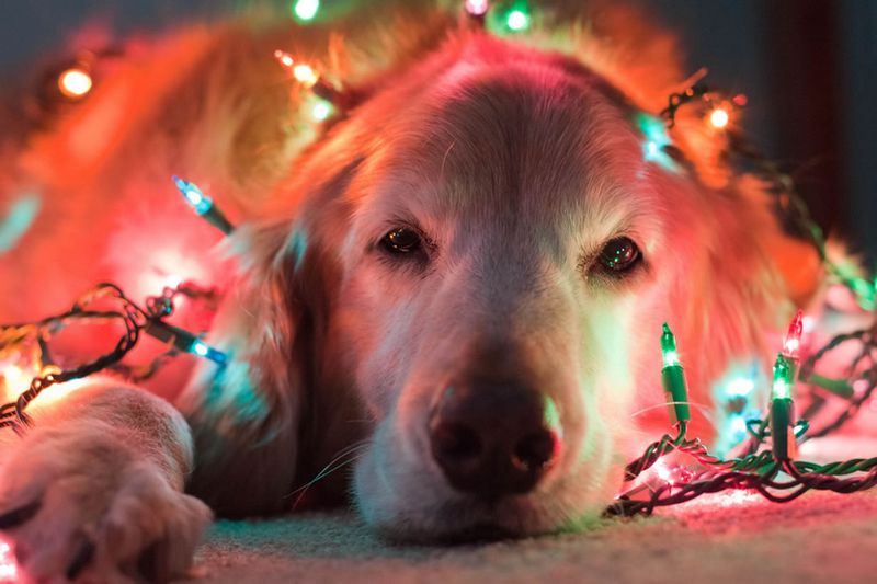 Christmas-Dogs-31.jpg