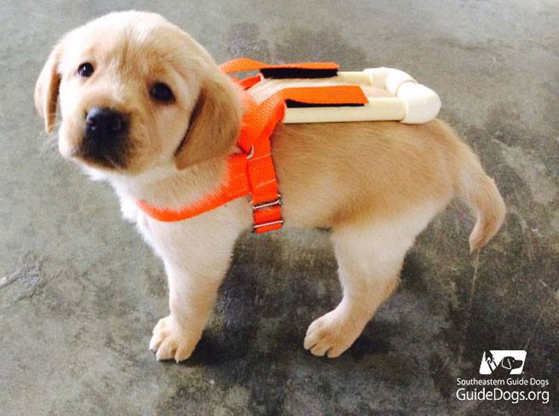 guide-dog-pup-in-training-with-tiny-harness-1.jpg