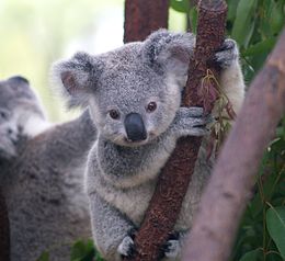260px-Cutest_Koala.jpg