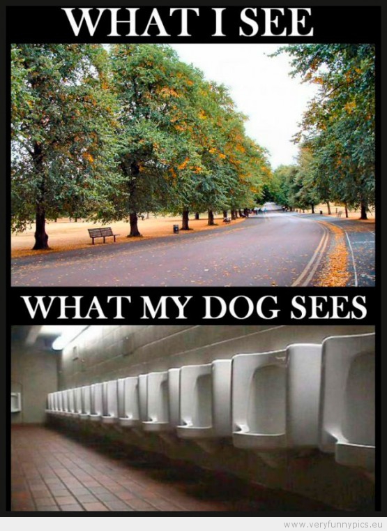 funny-picture-what-i-see-vs-what-my-doog-sees-555x761.jpg