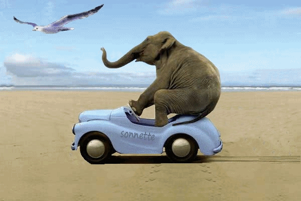 Elephant-Driving-Toy-Car-Funny-Gif.gif