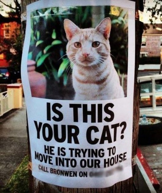 Is-This-Your-Cat-Funny-Wtf-Notice-Image.jpg
