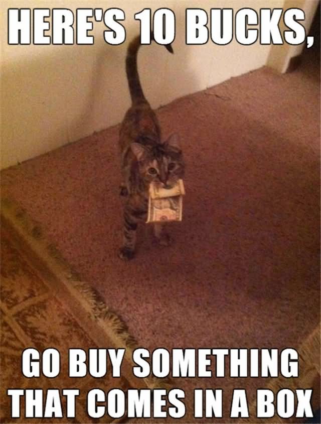 Heres-10-Bucks-Go-Buy-something-That-Comes-In-A-Box-Funny-Animal-Meme-Image.jpg