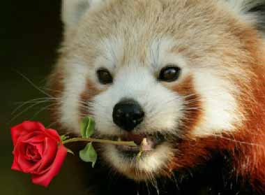 valentine-panda-web.jpg